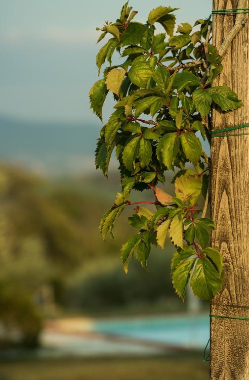Agriturismo San Nicolo Montecastelli Pisano Bagian luar foto