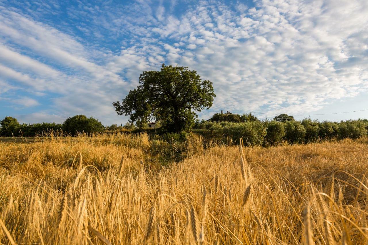 Agriturismo San Nicolo Montecastelli Pisano Bagian luar foto